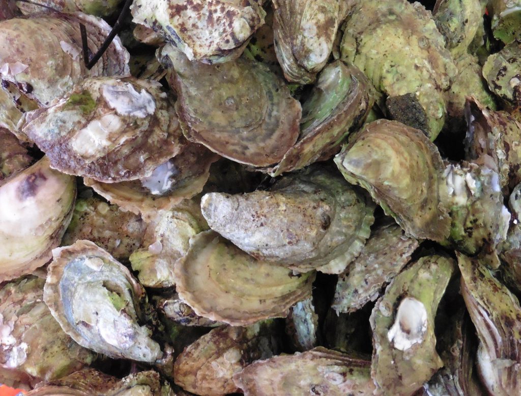 Oysters are a great source of zinc